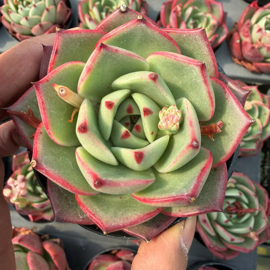 22462 Echeveria Red Bull (9cm pot size)