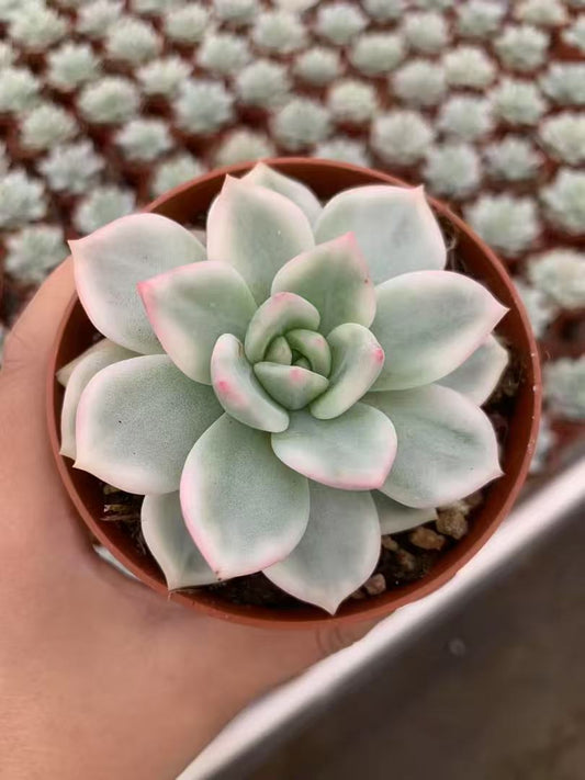 26718 Echeveria Champagne Variegated (9cm pot size)