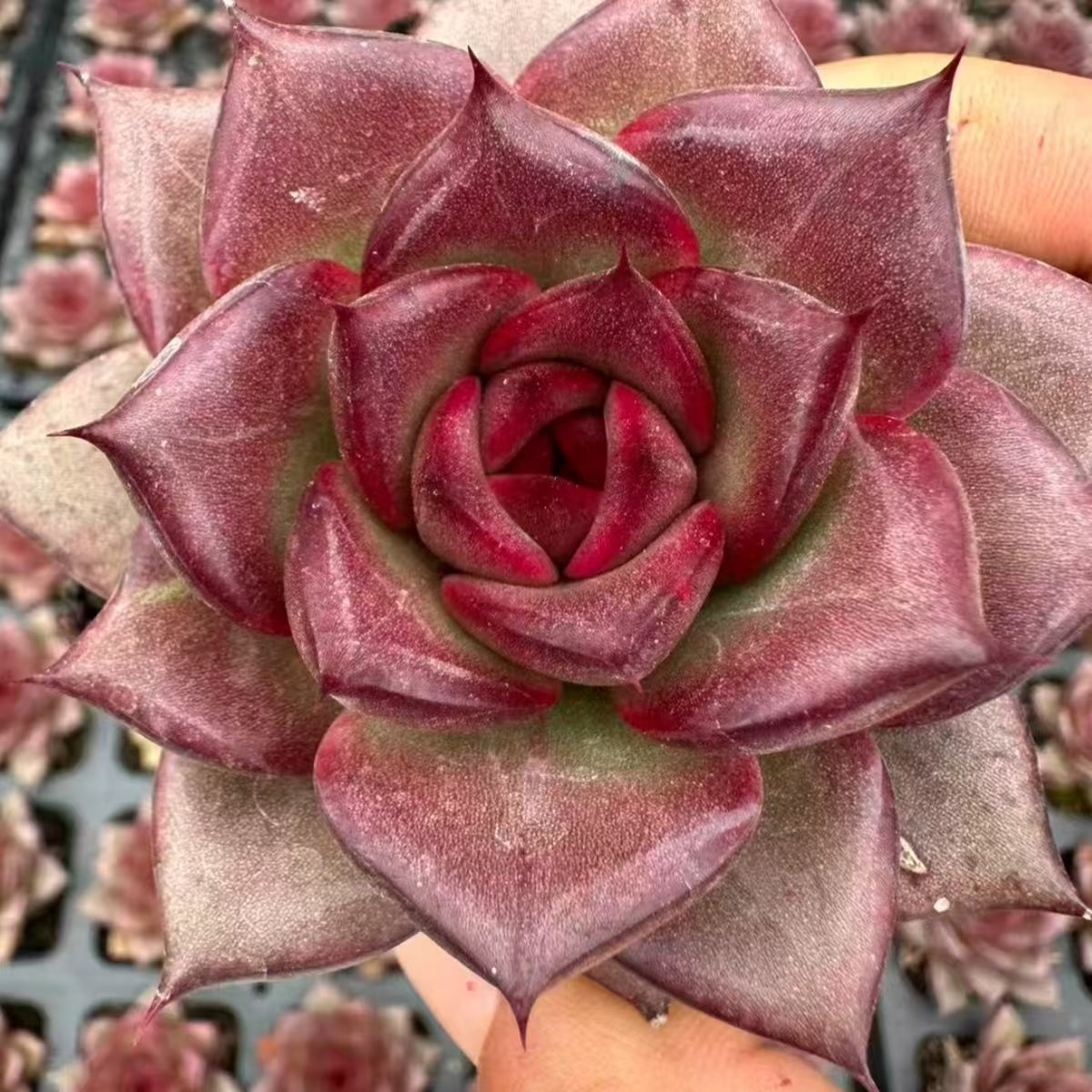 QNY155 Echeveria Fat Rose(7cm pot size)