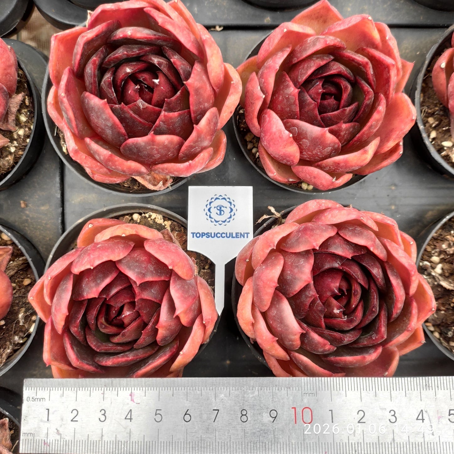 18899 Echeveria Traffic Light (9cm pot size)