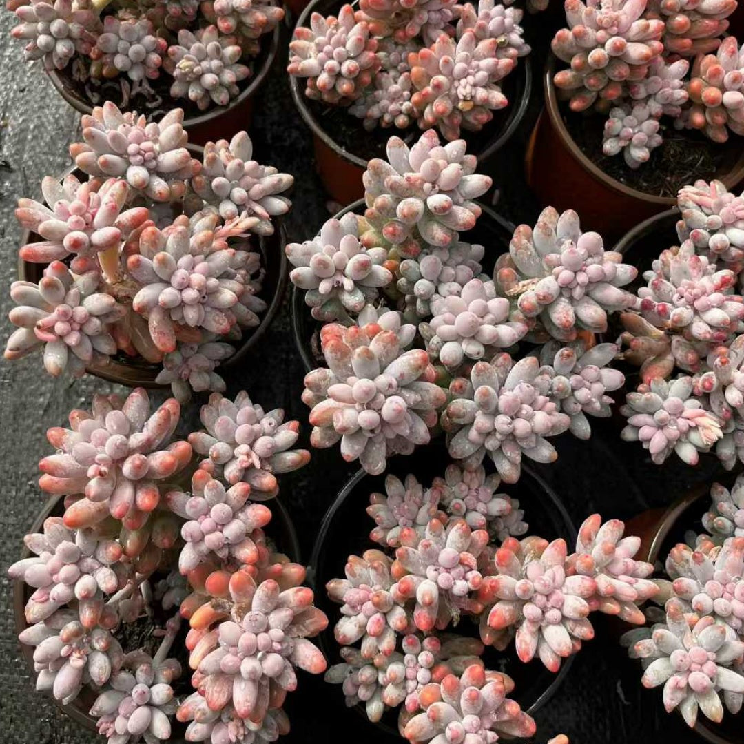 23557 Echeveria Baby Finger (12cm pot size)
