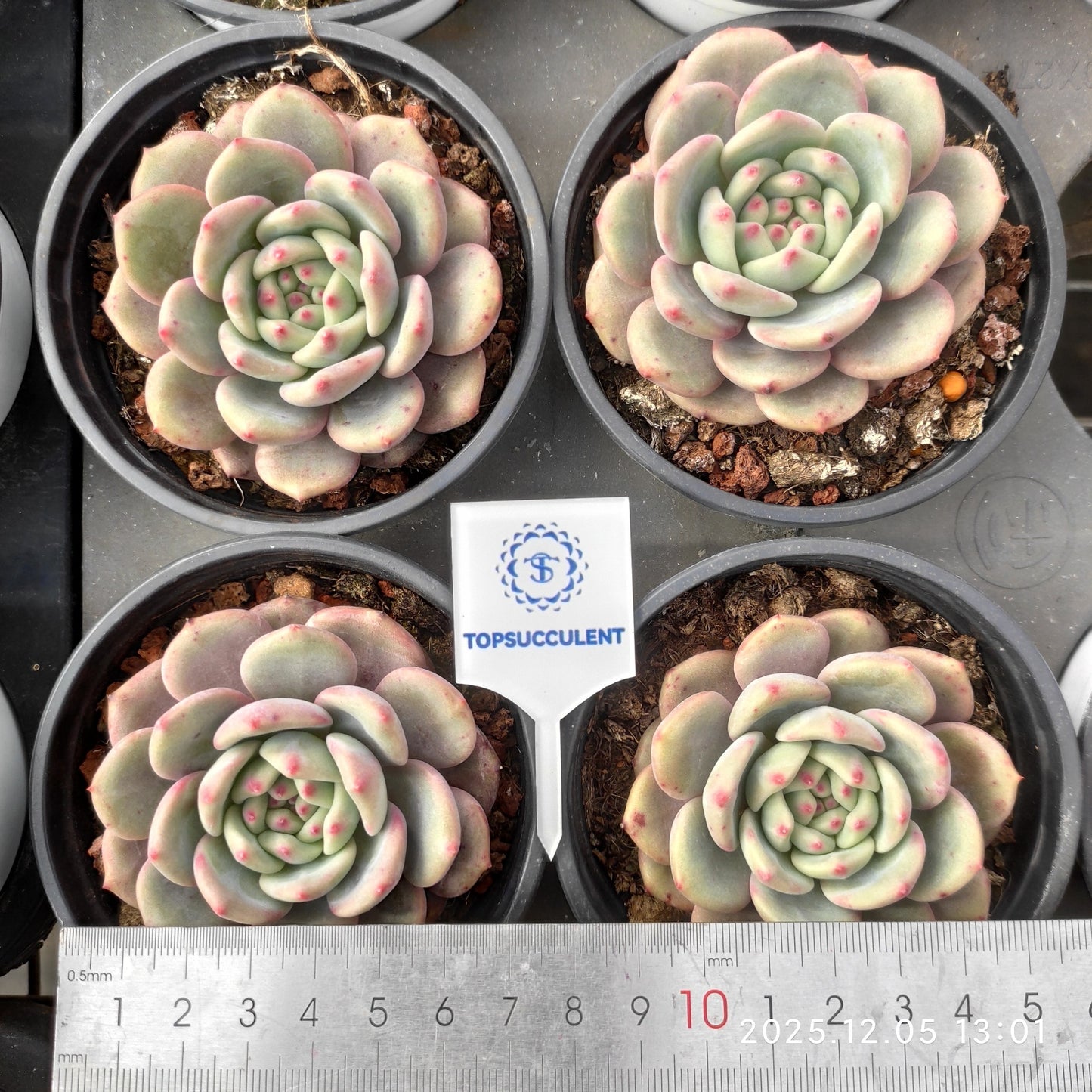 22080 Echeveria Ariel (9cm pot size)