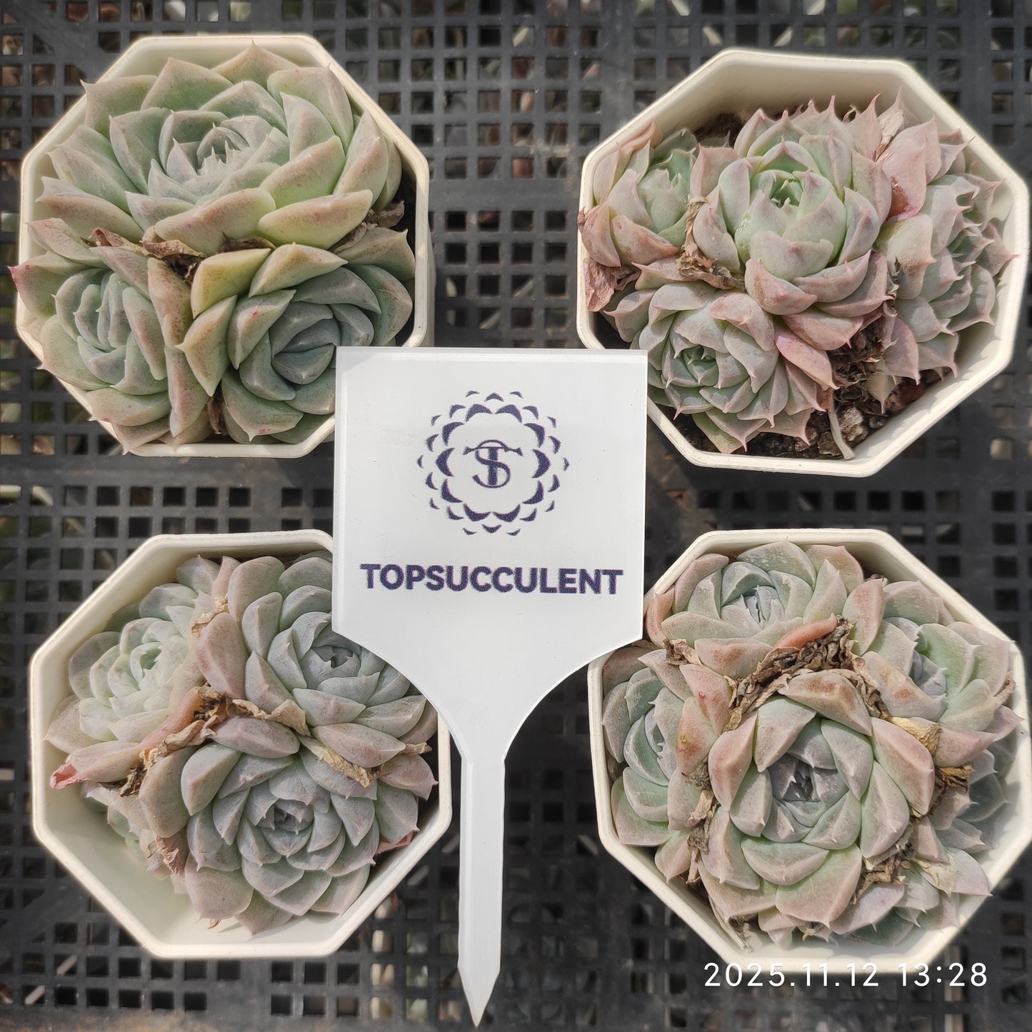 16394 Echeveria Hughmillus Hyb (7cm pot size)