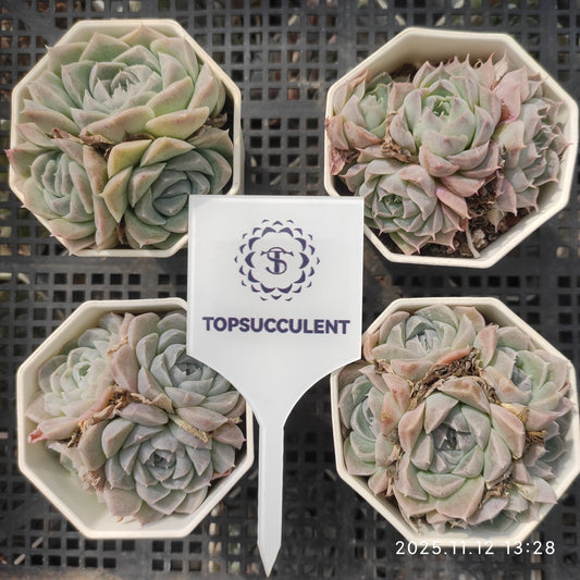 16394 Echeveria Hughmillus Hyb (7cm pot size)