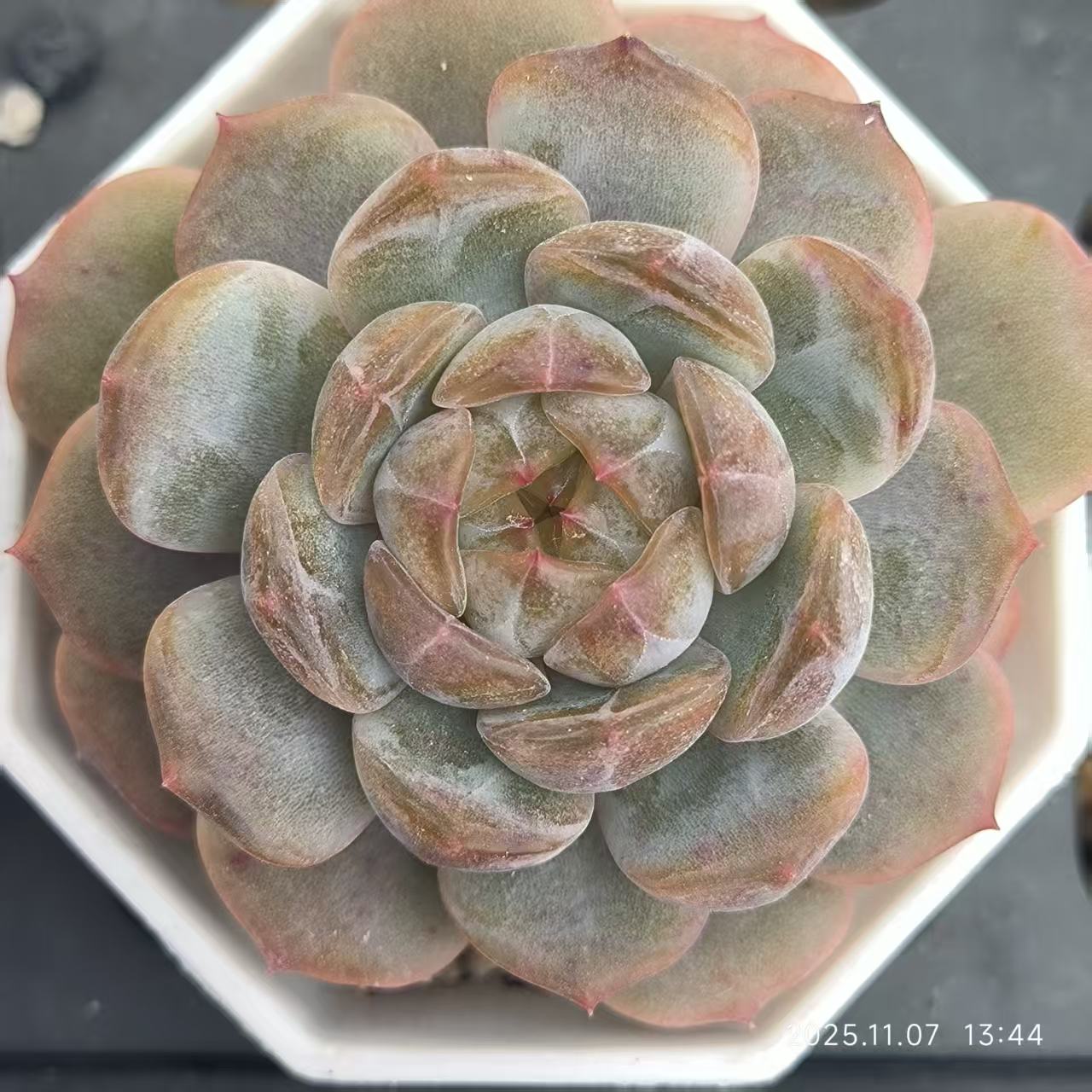 20610 Echeveria Red Lover (6.5cm pot size)