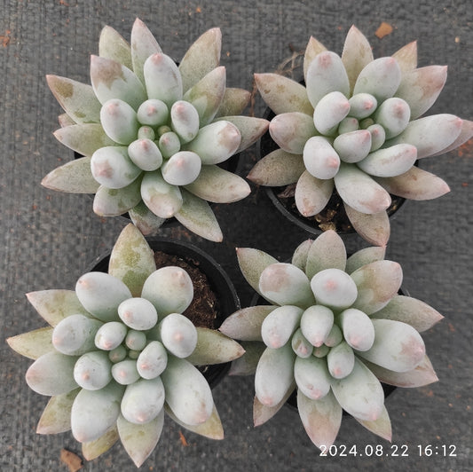 MMT005 Echeveria Angels Finger