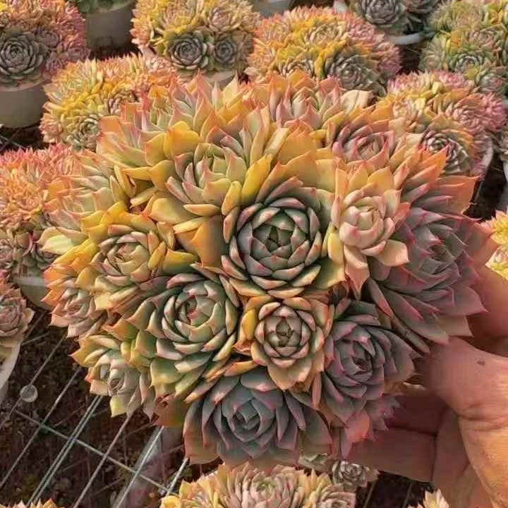 24584 Echeveria Lyndsiana (14cm pot size)