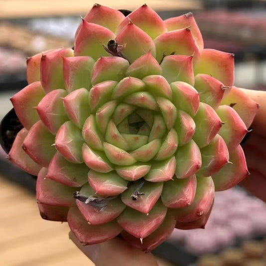 21131 Echeveria Perfume Ertai (7cm pot size)