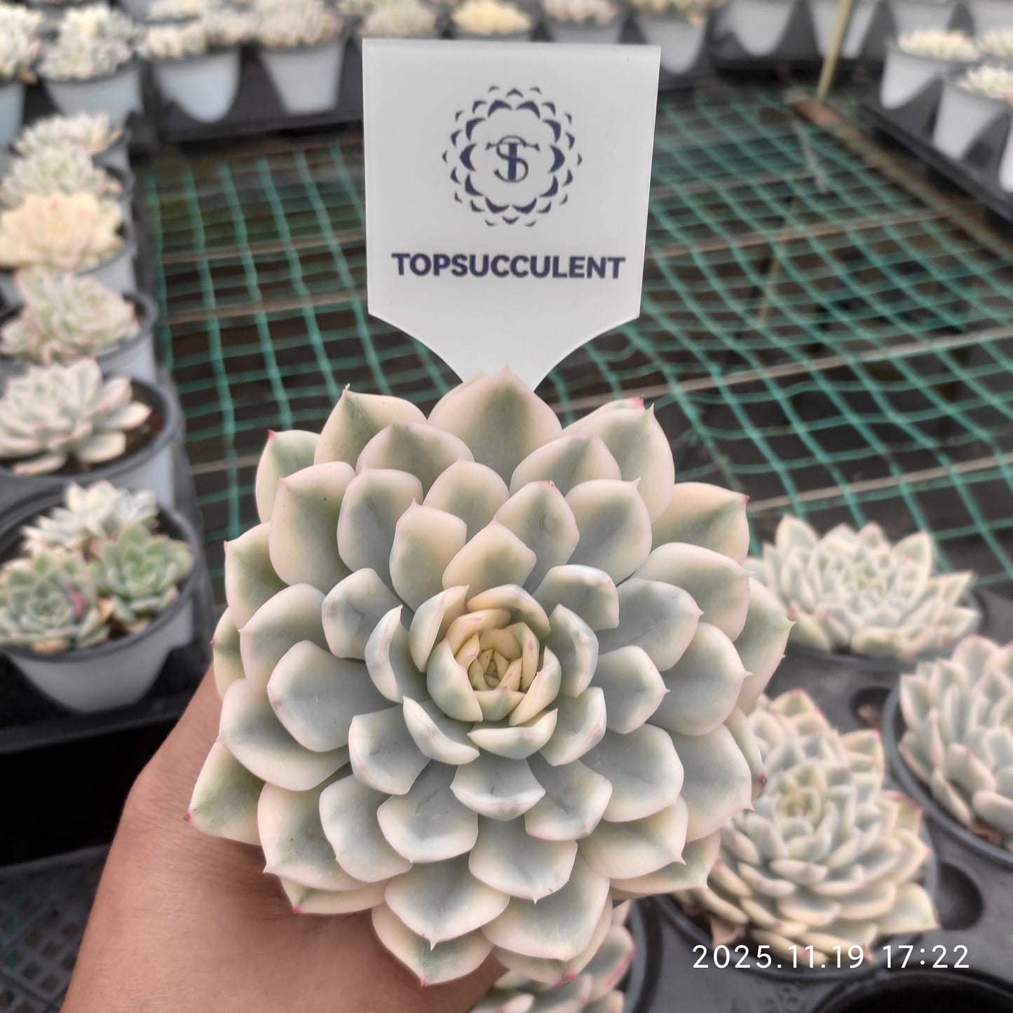 15439 Echeveria Moon Fairy Variegated (9cm pot size)
