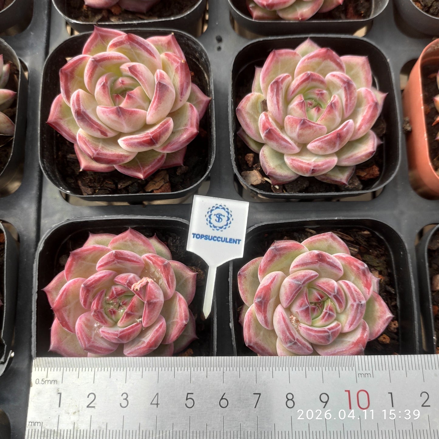 25677 Echeveria Dare Devil (6.5cm pot size)