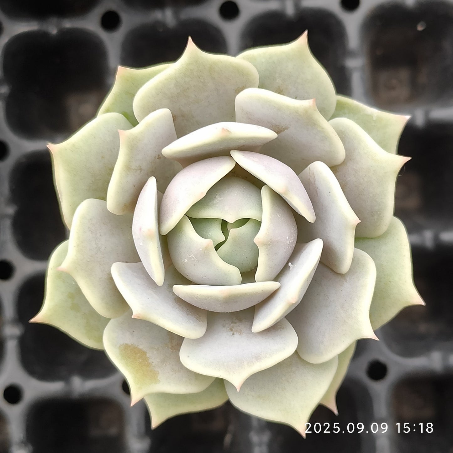 6080 Echeveria Lola (5.5cm pot size)