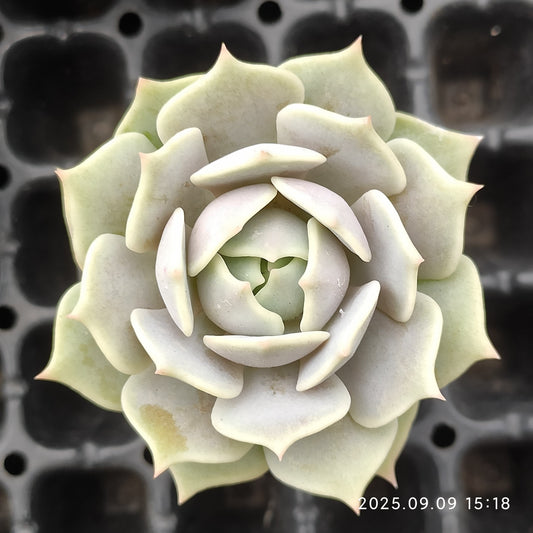 6080 Echeveria Lola (5.5cm pot size)