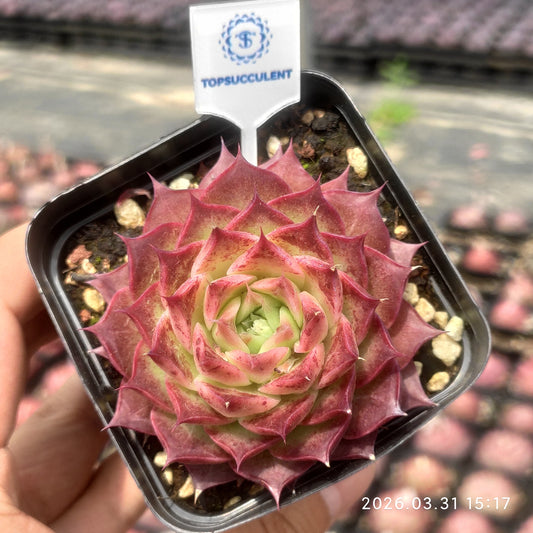 25517 Echeveria Ruby Tempest (6.5cm pot size)