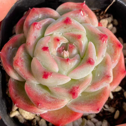 18222 Echeveria White Luck (6.3cm pot size)