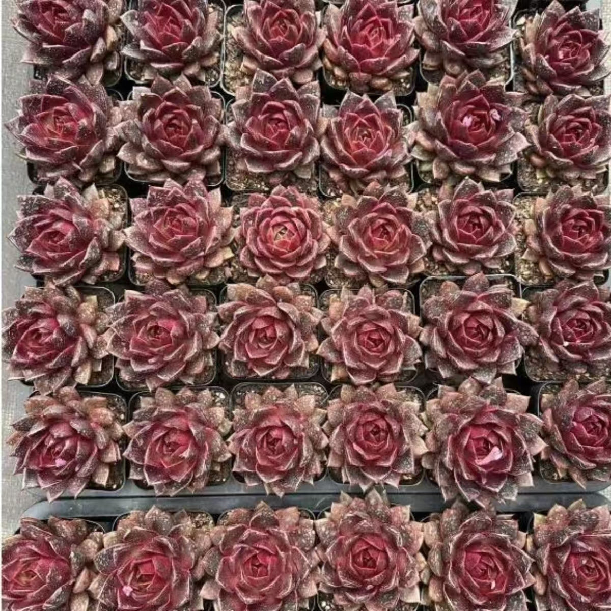 QNY164 Echeveria Black Fox(7cm pot size)