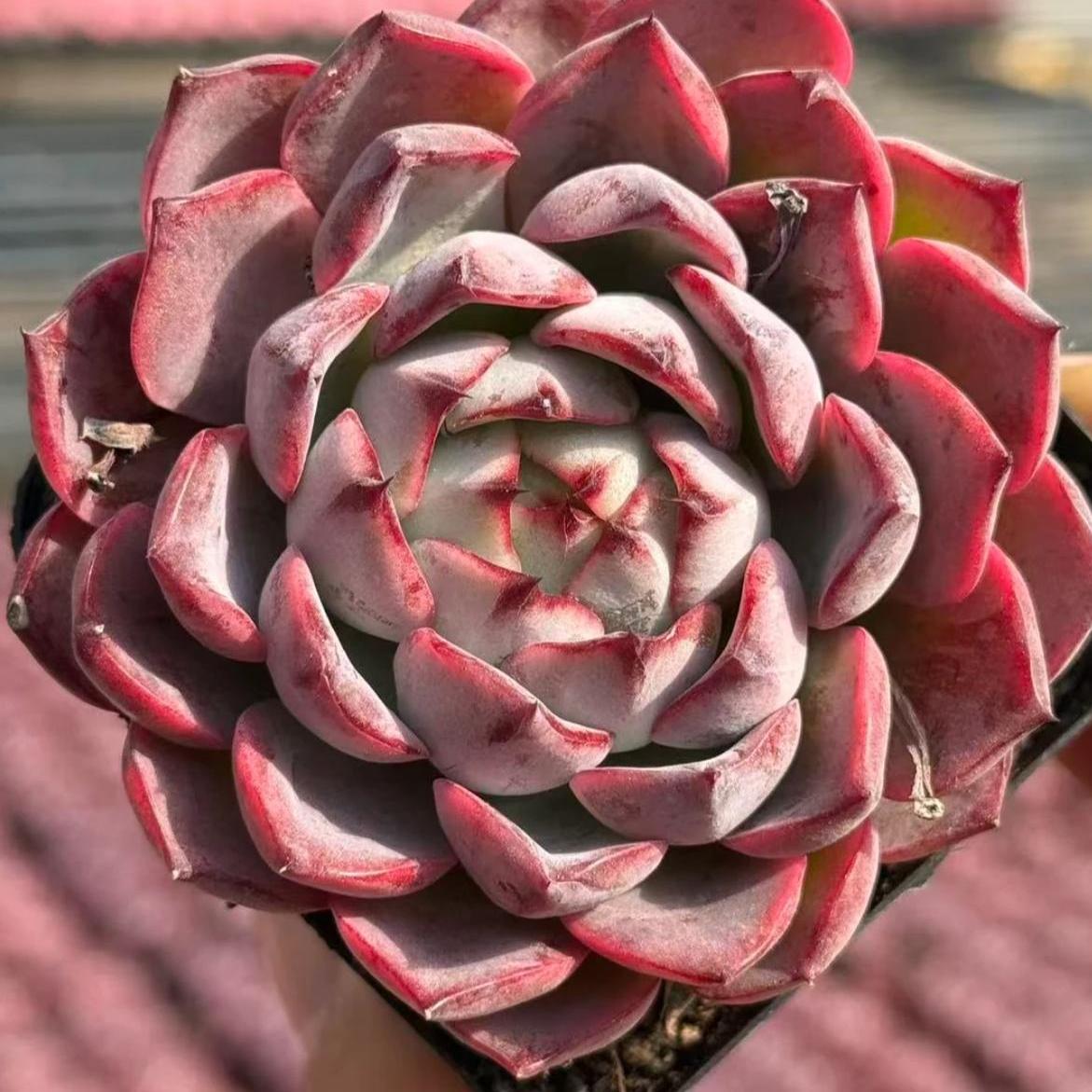 23422 Echeveria Ink Disguise (7cm pot size)