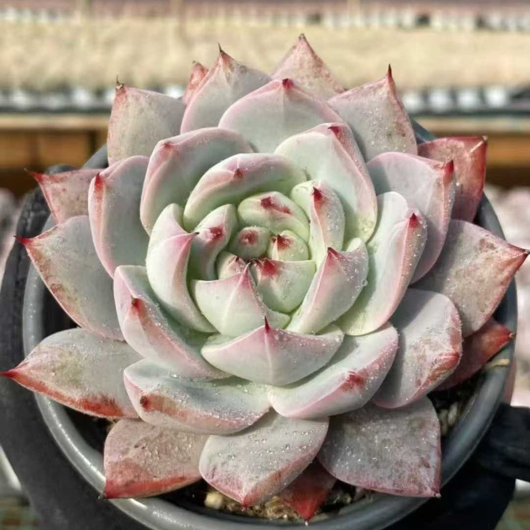 24992 Echeveria Blue Bird x Colorata (9cm pot size)