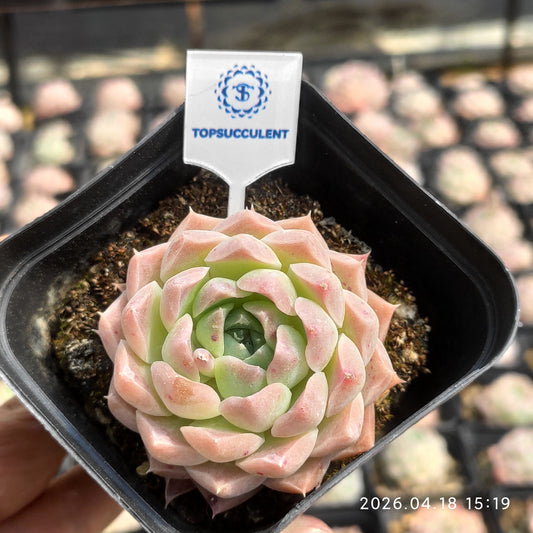 12835 Echeveria Shirley (6.5cm pot size)