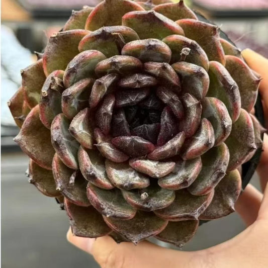 QNY190 Echeveria Black Moss(10cm pot size)