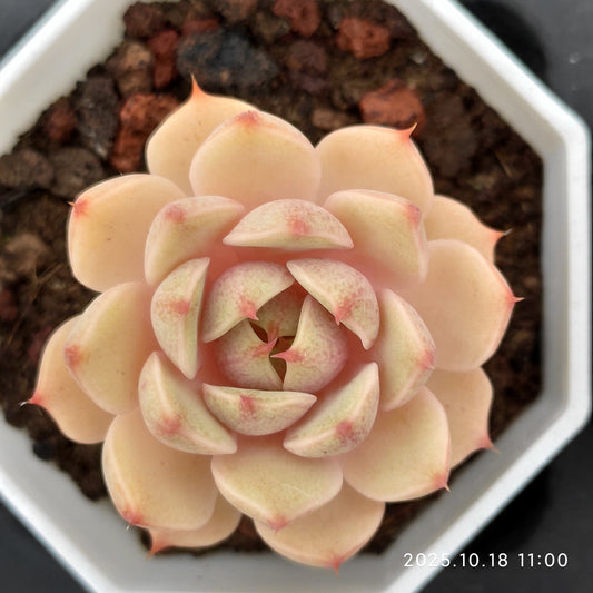 YBB011 Echeveria Benbadis(7cm pot size)