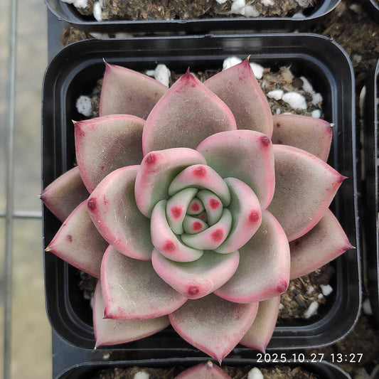 21799 Echeveria Blue Dragon Hyb (7cm pot size)