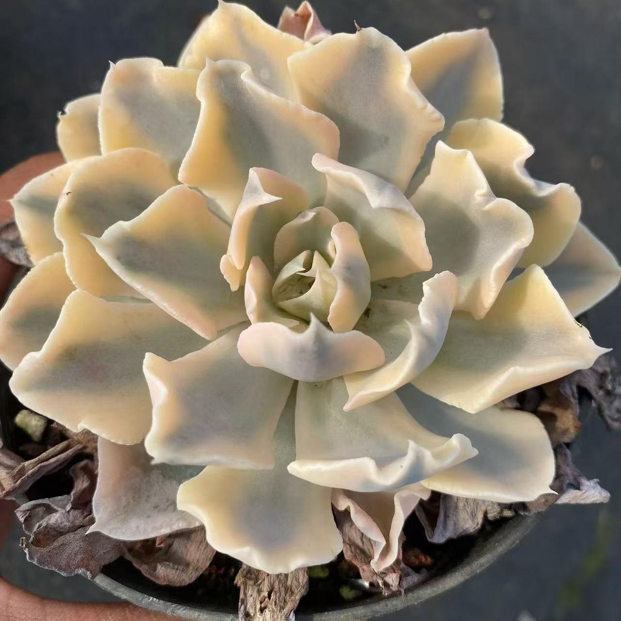 25087 Echeveria Liberia Variegated (9cm pot size)