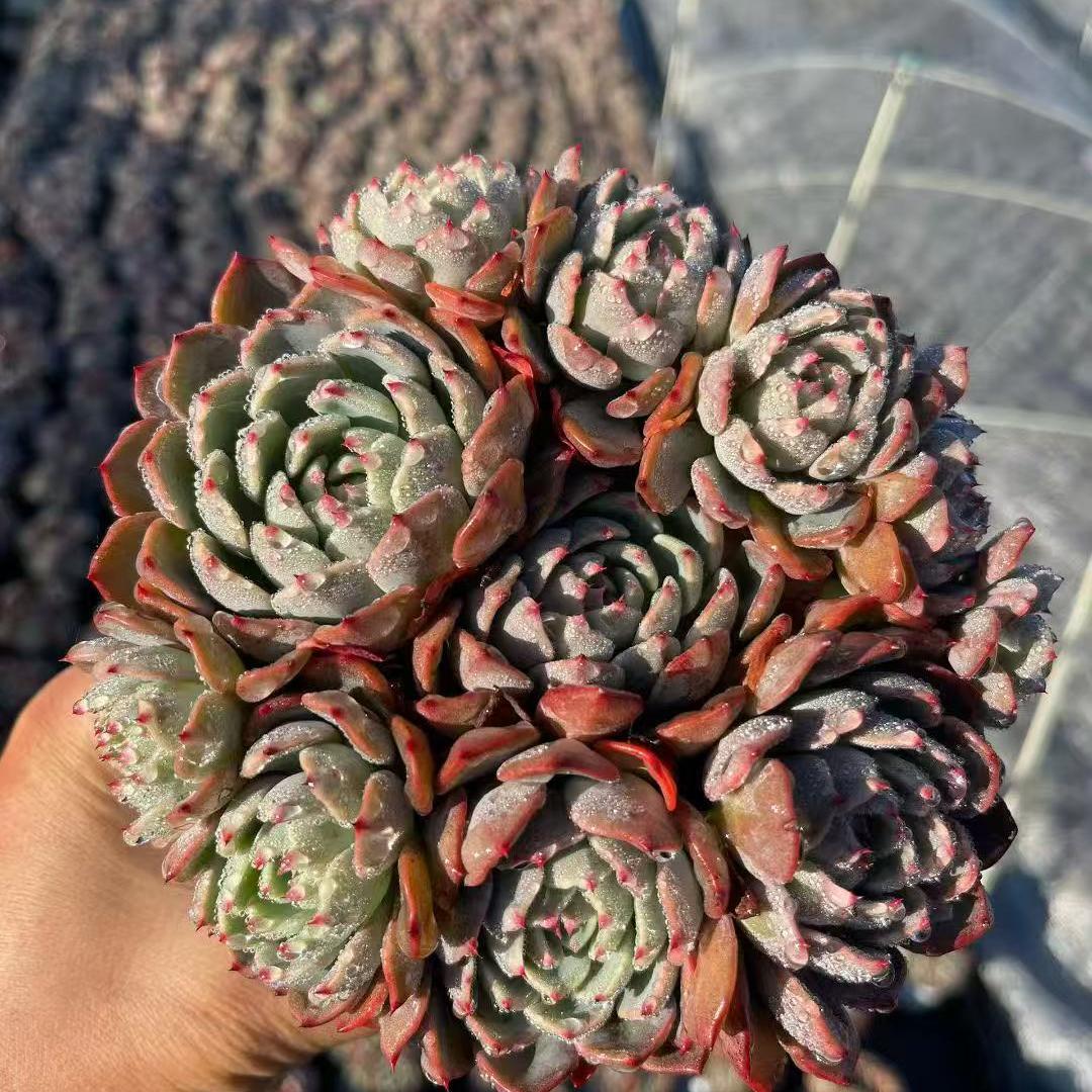 23882 Echeveria Nanawhookmini (12cm pot size)