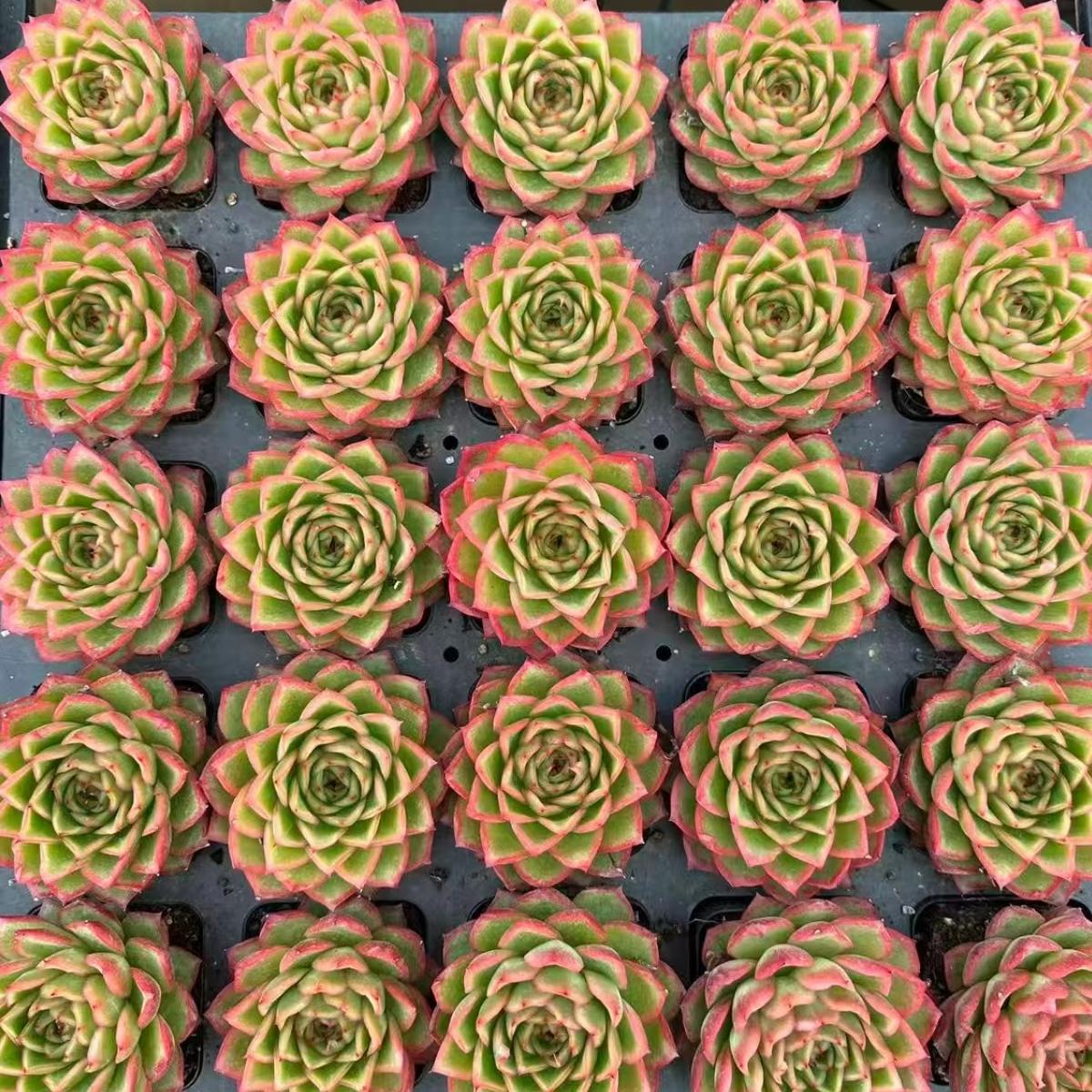 21978 Echeveria Twilight Orange (7cm pot size)