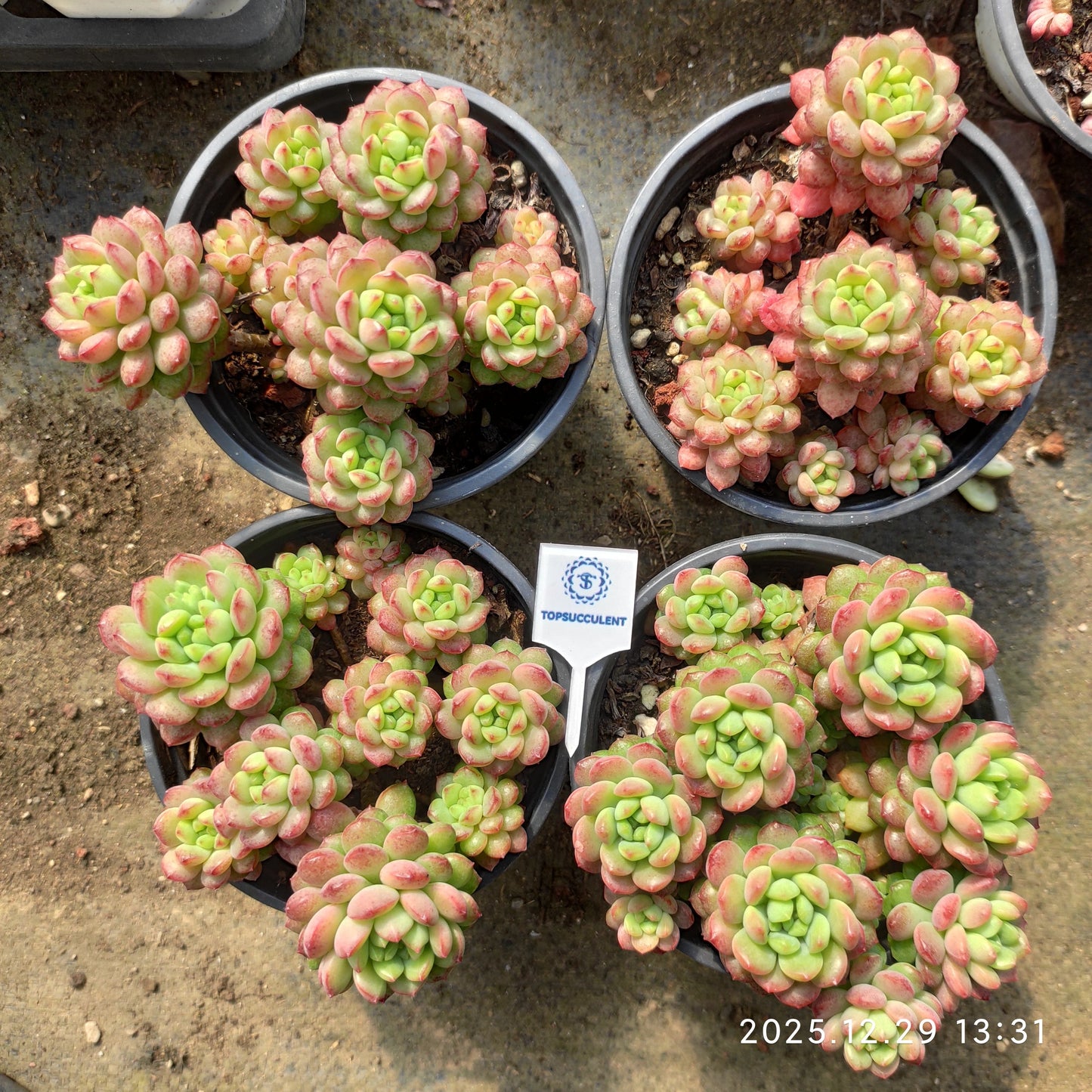 24087 Echeveria Strawberry Mousse (9cm pot size)