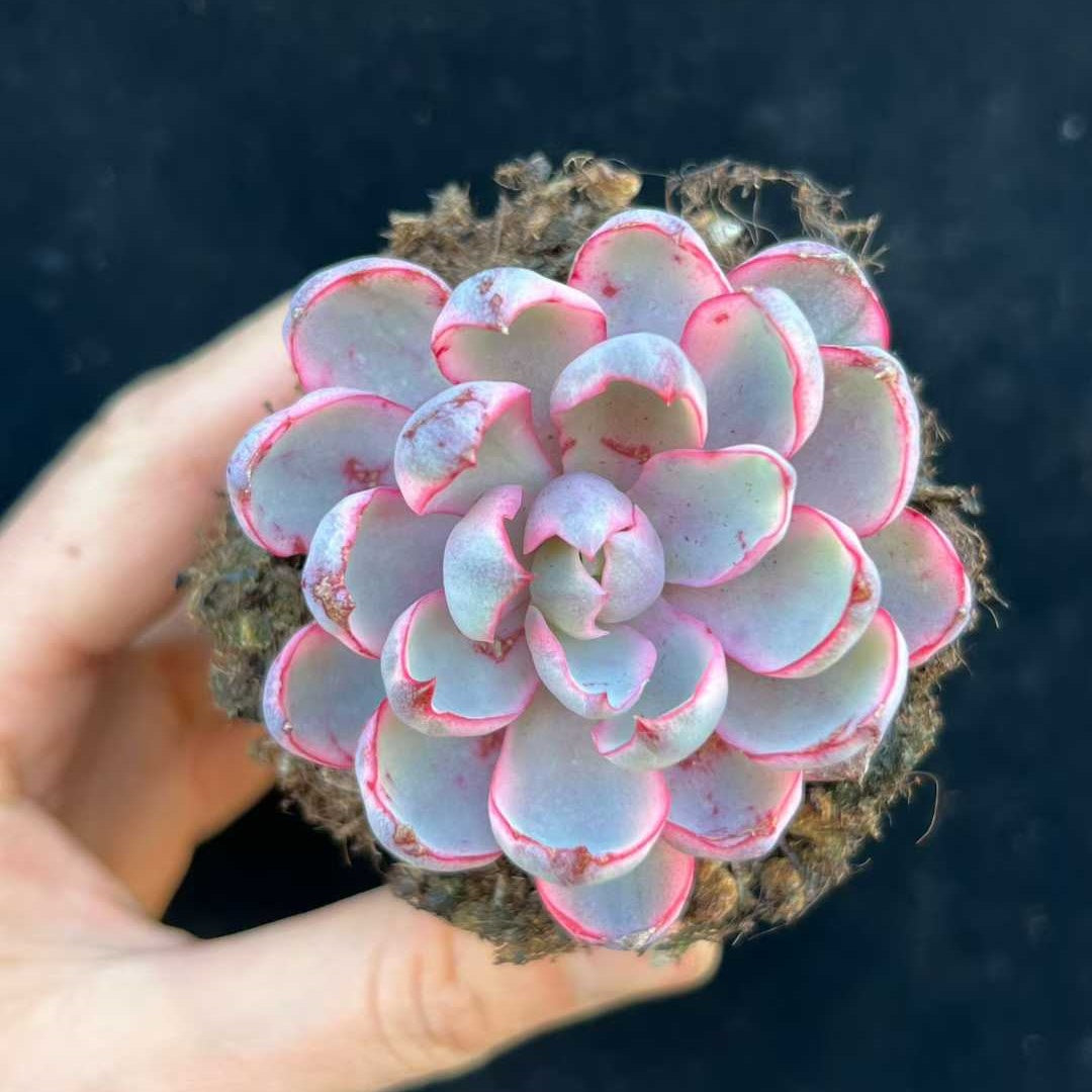 24926 Echeveria Hera Variegated (9cm pot size)