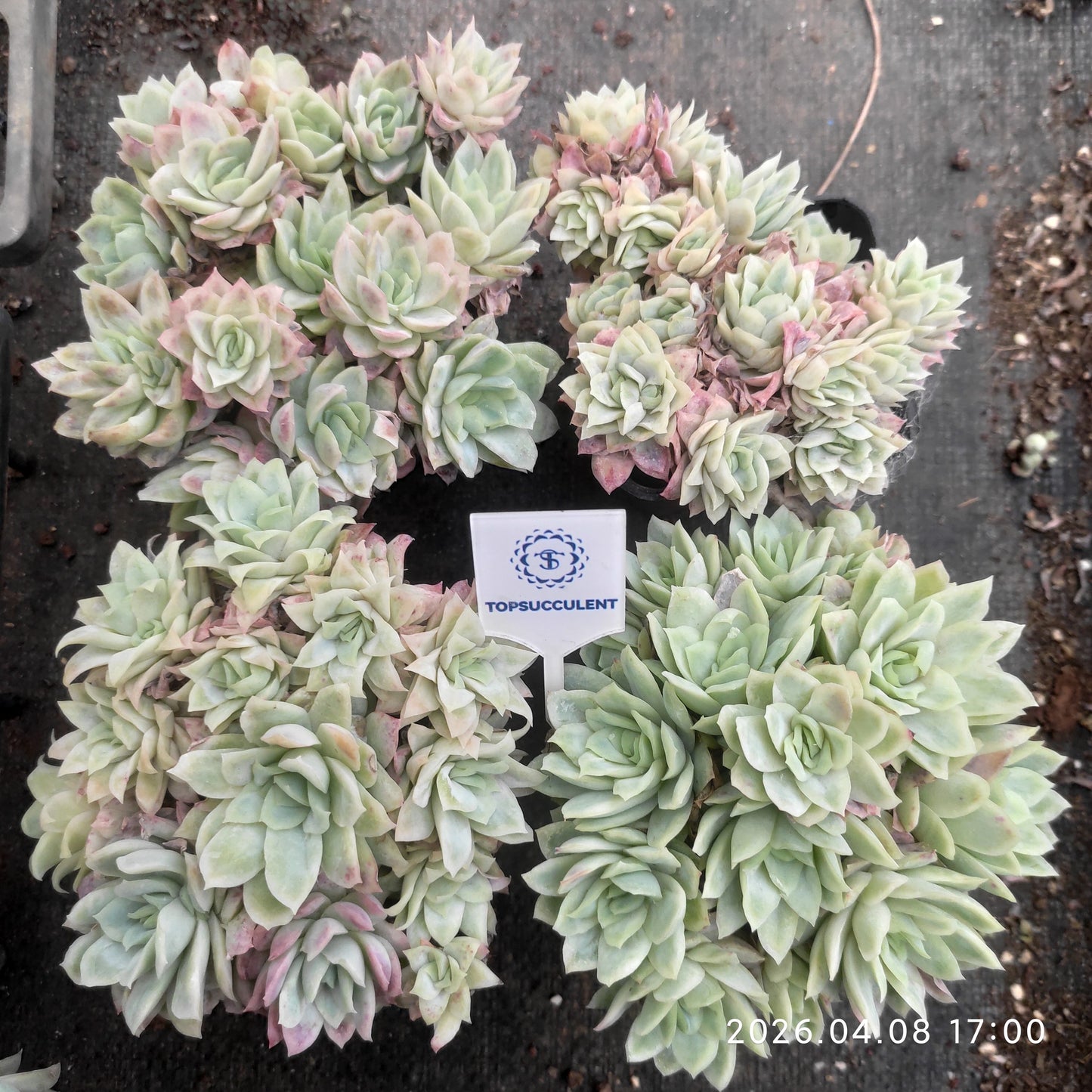 17216 Echeveria Violet Queen Variegated (7cm pot size)