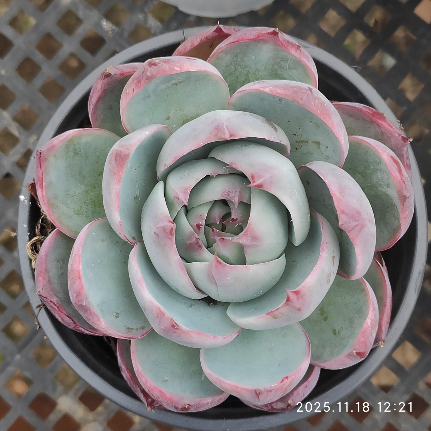 11859 Echeveria Casio (9cm pot size)