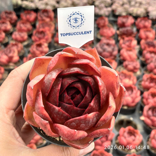 18899 Echeveria Traffic Light (9cm pot size)