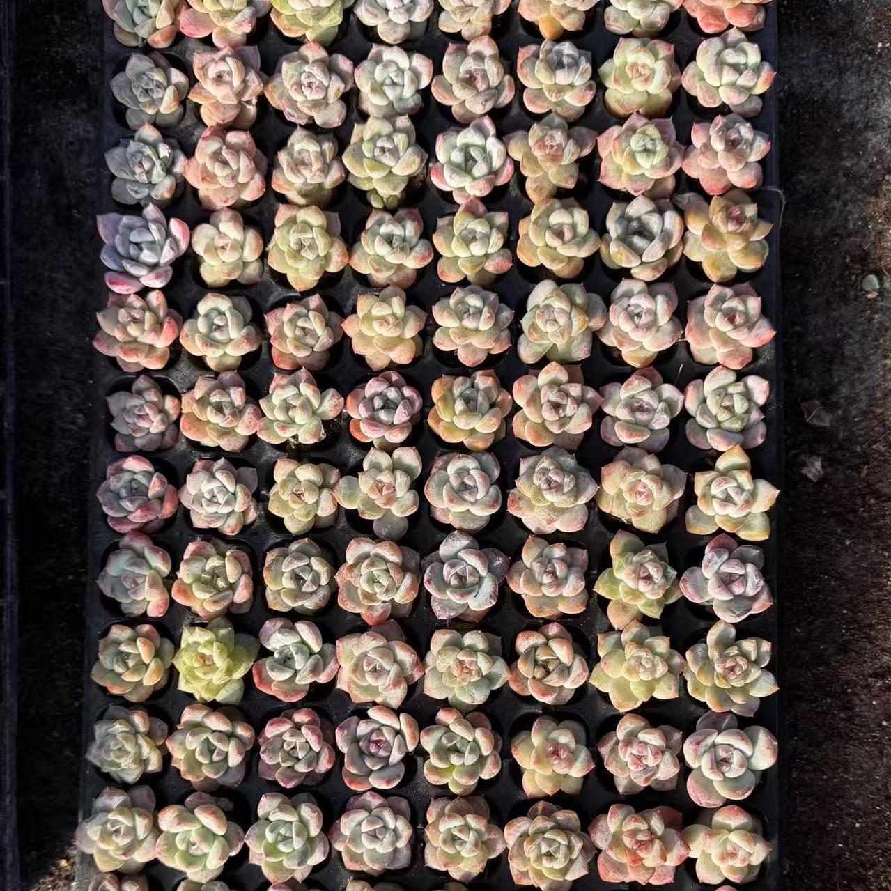 21502 Echeveria Ice Green Hyb (3cm pot size)