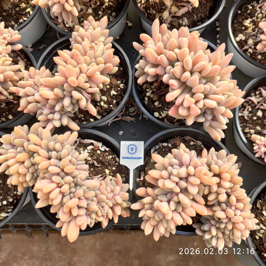 25639 Echeveria Drunken Beauty Cristata (9cm pot size)