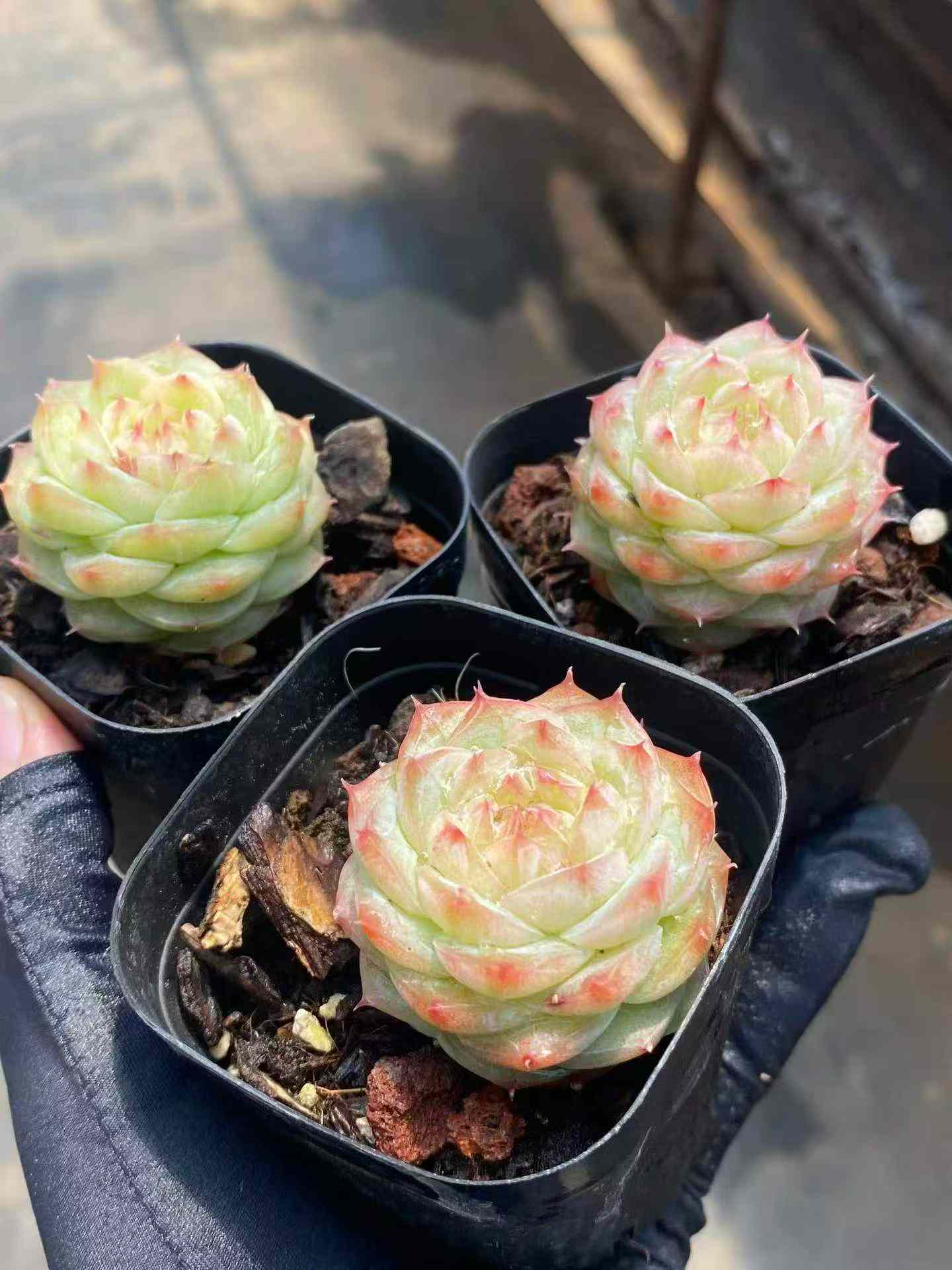 361708 Echeveria Caramel (6.3cm pot size)