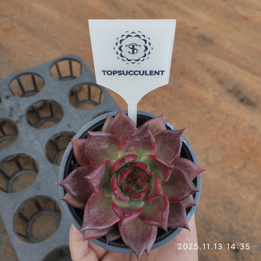 20061 Echeveria Roca (11cm pot size)