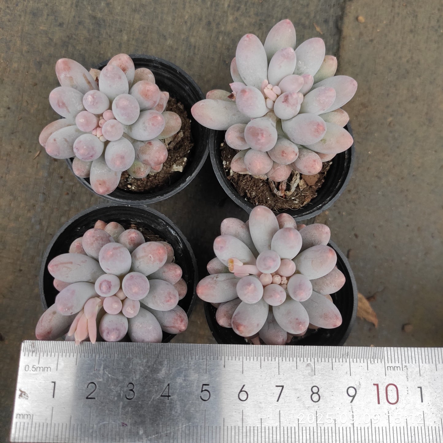 19253 Echeveria Baby Finger (5.5cm pot size)