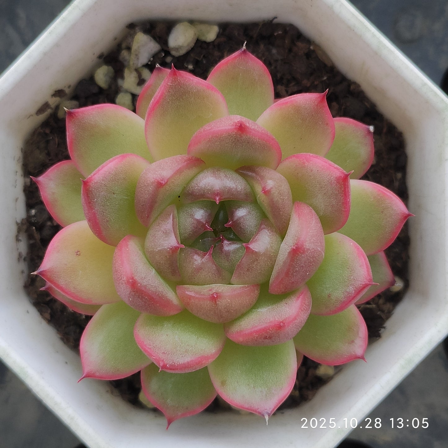 18934 Echeveria Clever Jenny Hyb (6cm pot size)