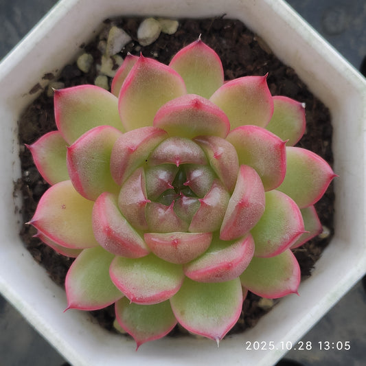 18934 Echeveria Clever Jenny Hyb (6cm pot size)