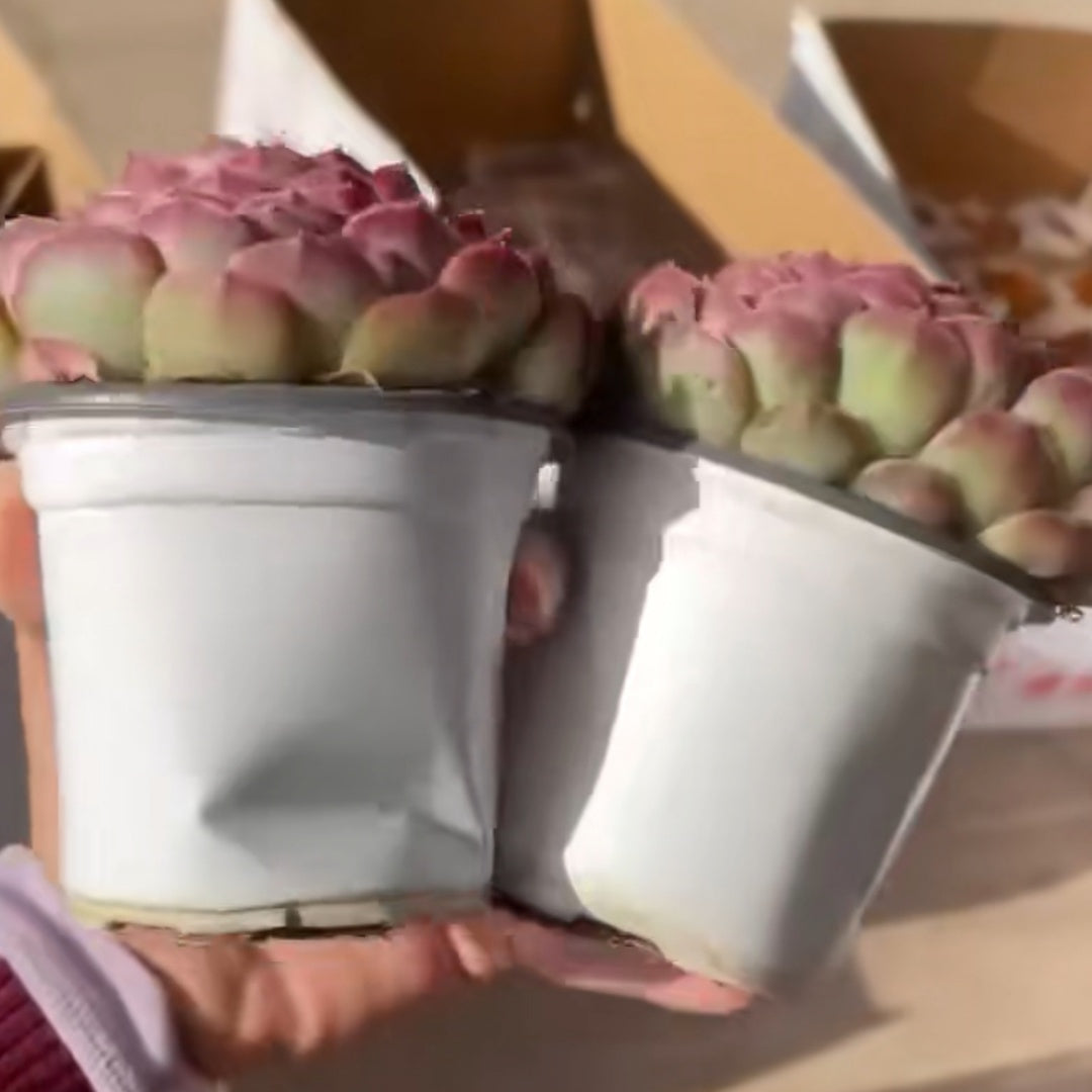 25296 Echeveria Sharlot Rose (6.5cm pot size)