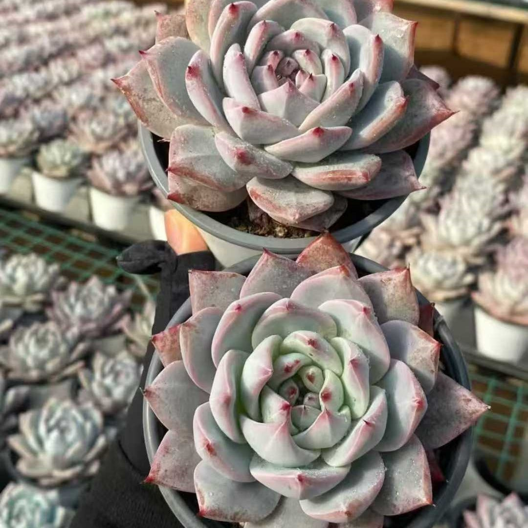 24992 Echeveria Blue Bird x Colorata (9cm pot size)
