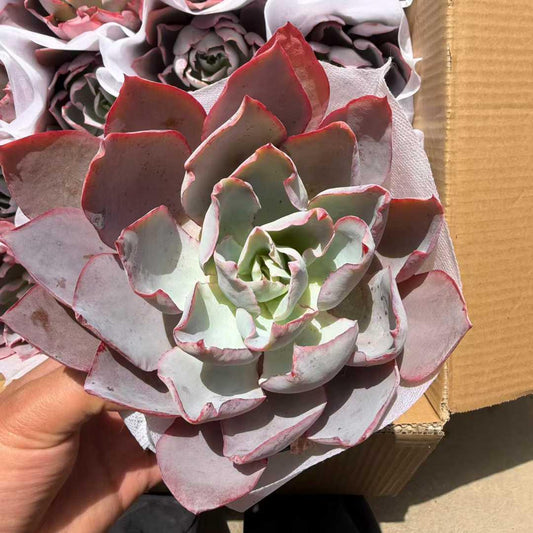 25782 Echeveria After Glow (14cm pot size)