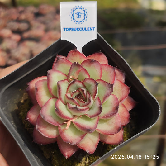 12810 Echeveria Mexico Pulidones (6.5cm pot size)