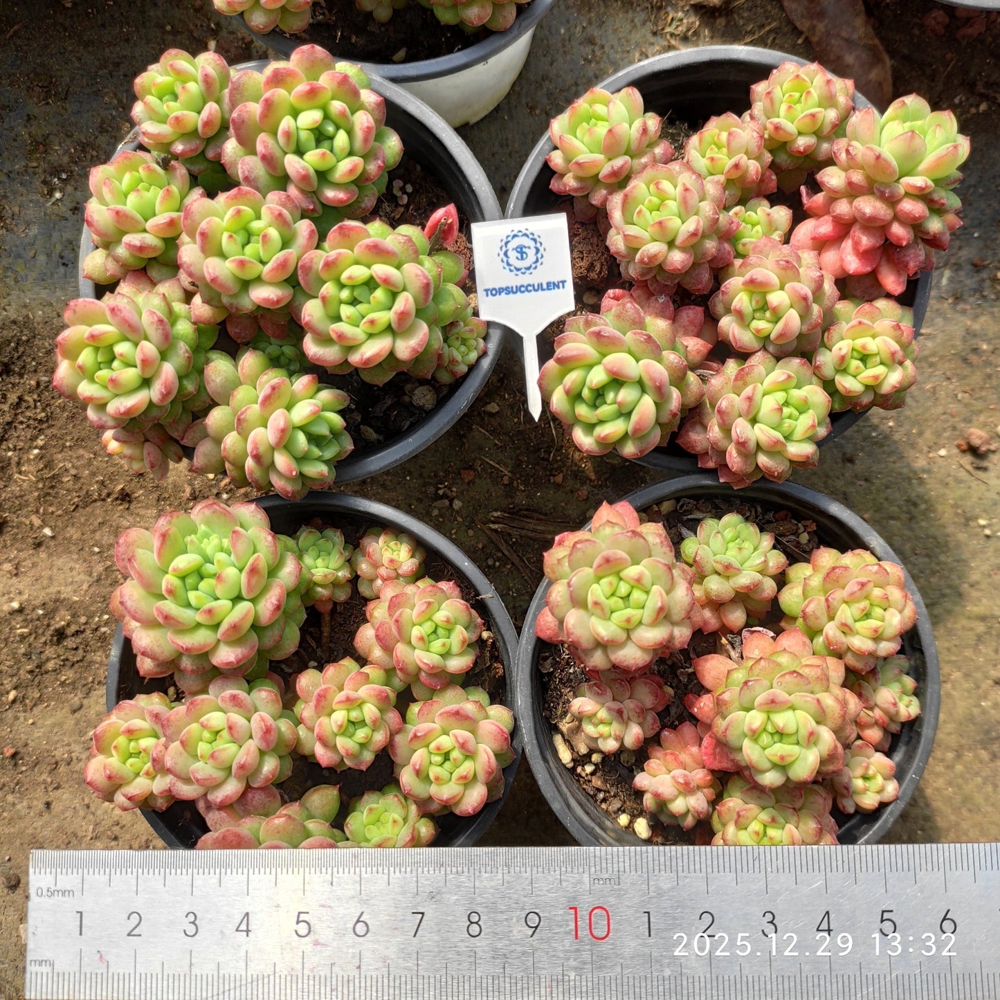 24087 Echeveria Strawberry Mousse (9cm pot size)