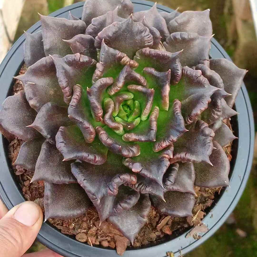 25055 Echeveria Black Madiba (12cm pot size)