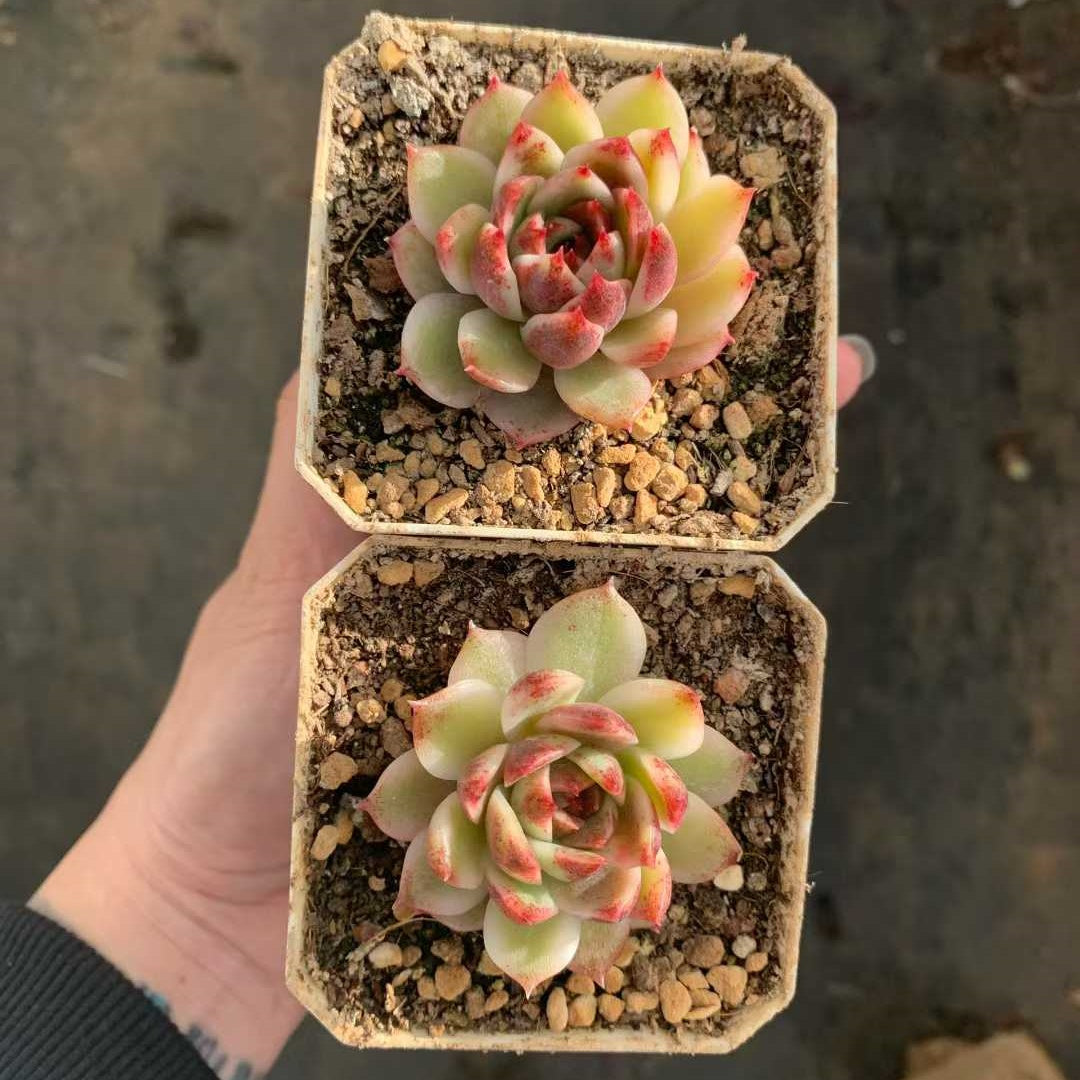 26229 Echeveria Soojeong Variegated (7cm pot size)