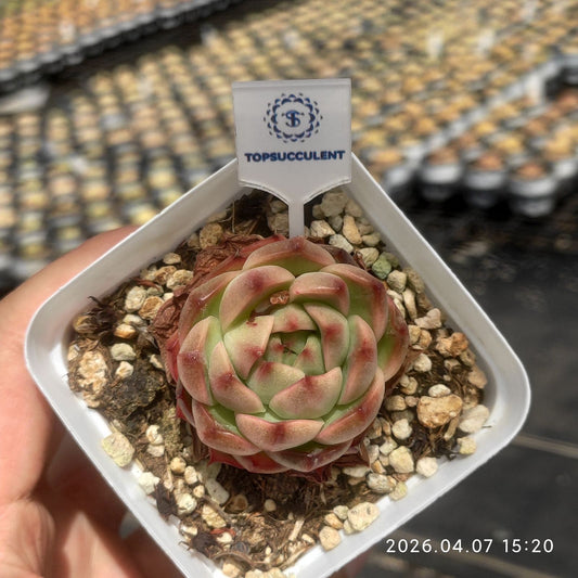 361211 Echeveria Honey Drop (7cm pot size)