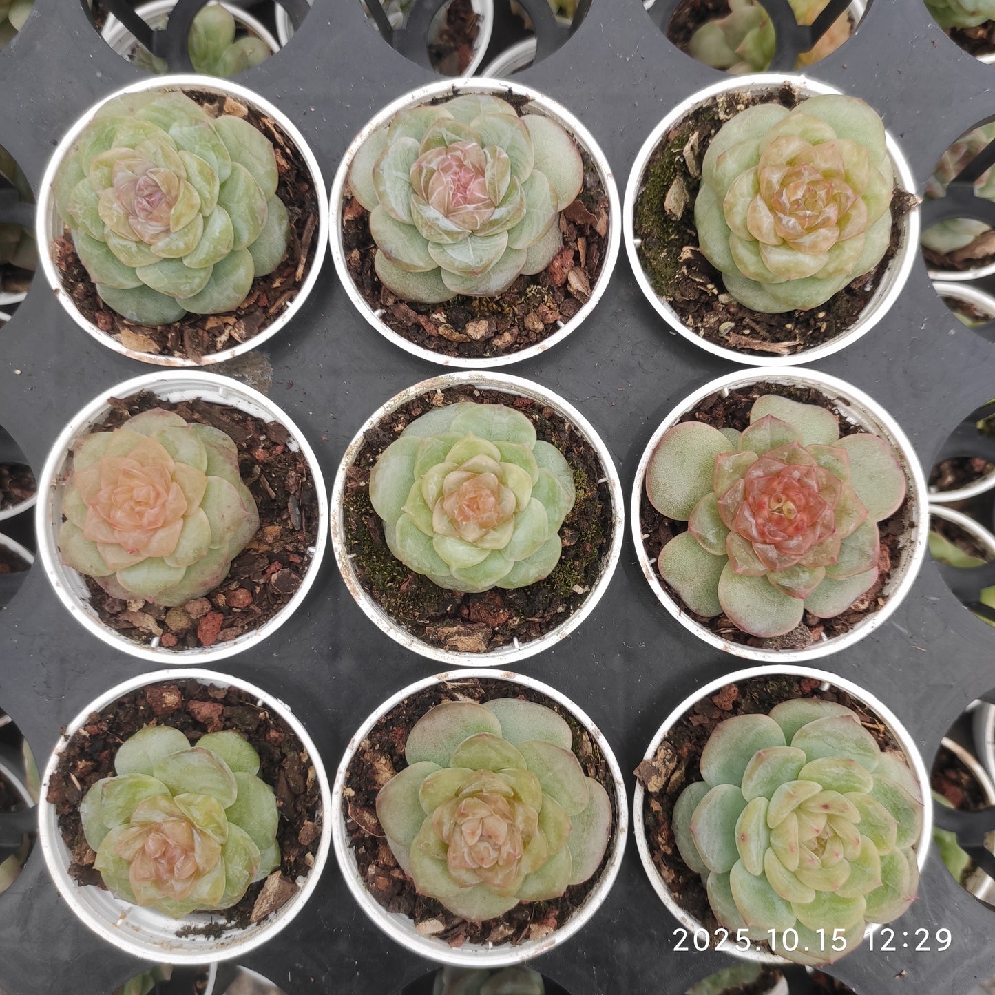 20646 Echeveria Ice x White Fat (5.5cm pot size)