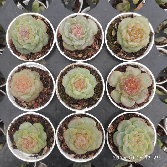 20646 Echeveria Ice x White Fat (5.5cm pot size)